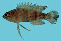 Image of Plesiops auritus (Earspot longfin)