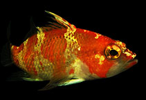 Image of Plectranthias garrupellus (Apricot bass)