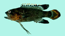 Image of Plesiops verecundus (Redtip longfin)