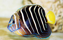 Image of Pomacanthus chrysurus (Goldtail angelfish)