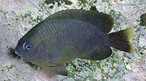 Image of Pomacentrus komodoensis (Komodo damselfish)