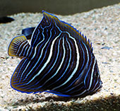 Image of Pomacanthus maculosus (Yellowbar angelfish)