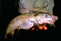 Image of Potamarius nelsoni (Lacandon sea catfish)