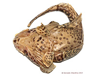 Image of Pogonophryne ventrimaculata (Spotbelly plunderfish)