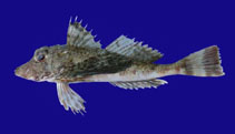 Image of Prionotus albirostris (Whitesnout searobin)