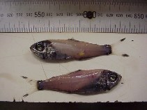 Image of Protomyctophum gemmatum (Jewelled lanternfish)