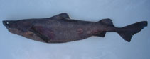 Image of Scymnodon macracanthus (Largespine velvet dogfish)