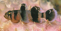 Image of Priolepis nocturna (Blackbarred reefgoby)