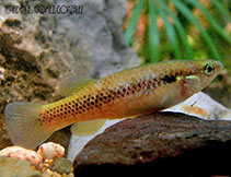 Image of Profundulus punctatus (Oaxaca killifish)