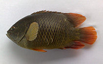 Image of Pristolepis rubripinnis 