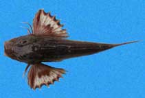 Image of Prionotus ruscarius (Common searobin)