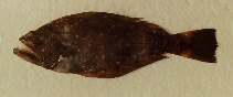 Image of Psettodes bennettii (Spiny turbot)