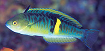 Image of Pseudocoris bleekeri (Philippines wrasse)