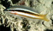 Image of Pseudochromis dixurus (Forktail dottyback)