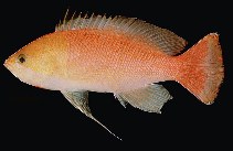 Image of Pseudanthias heemstrai (Orangehead anthias)
