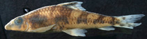 Image of Psilorhynchus nepalensis 