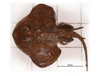 Image of Psammobatis normani (Shortfin sand skate)