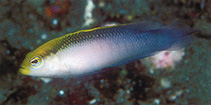 Image of Pseudochromis pictus (Painted dottyback)