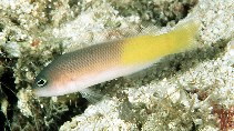 Image of Pseudochromis pylei (Pyle\