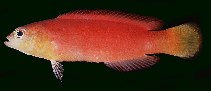 Image of Pseudochromis luteus 