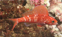 Image of Rabaulichthys squirei 