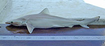 Image of Rhizoprionodon taylori (Australian sharpnose shark)