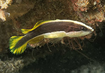 Image of Rypticus maculatus (Whitespotted soapfish)
