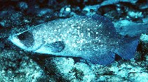 Image of Rypticus saponaceus (Greater soapfish)