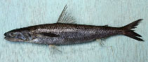 Image of Saurida longimanus (Longfin lizardfish)