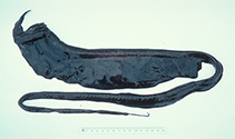Image of Saccopharynx schmidti (Whiptail gulper)