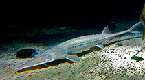 Image of Scaphirhynchus albus (Pallid sturgeon)