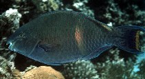 Image of Scarus fuscopurpureus (Purple-brown parrotfish)