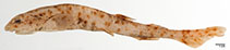 Image of Scyliorhinus garmani (Brownspotted catshark)