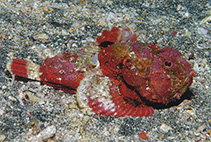 Image of Scorpaenopsis obtusa (Shortsnout scorpionfish)