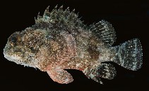 Image of Parascorpaena picta (Northern scorpionfish)