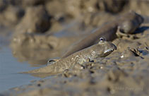 Image of Scartelaos tenuis (Indian Ocean slender mudskipper)
