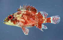 Image of Scorpaenodes tredecimspinosus (Deepreef scorpionfish)