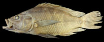 Image of Serranochromis longimanus (Longfin largemouth)