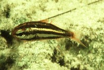 Image of Siphamia tubifer (Tubifer cardinalfish)
