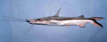 Image of Sorubim cuspicaudus (Trans-Andean shovelnose catfish)