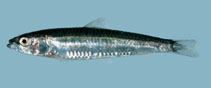 Image of Spratelloides delicatulus (Delicate round herring)