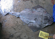 Image of Squatina legnota (Indonesian Angel Shark)
