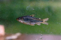 Image of Steindachnerina argentea (Stout sardine)