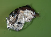 Image of Sternoptyx diaphana (Diaphanous hatchet fish)