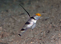 Image of Stonogobiops nematodes (Filament-finned prawn-goby)