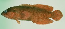 Image of Suttonia lineata (Freckleface podge)