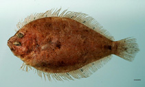 Image of Syacium gunteri (Shoal flounder)