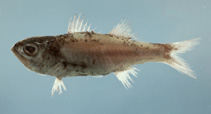 Image of Parascombrops spinosus (Keelcheek bass)