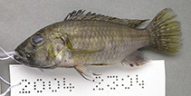 Image of Thoracochromis brauschi 