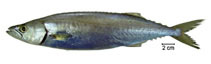 Image of Thyrsitops lepidopoides (White snake mackerel)